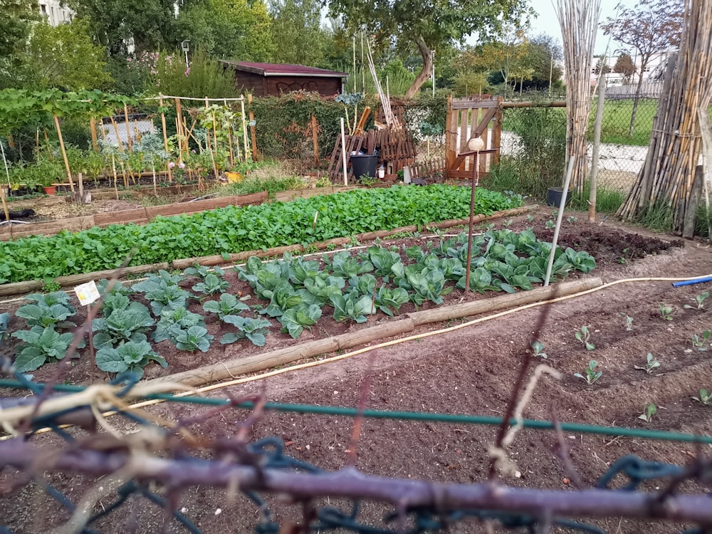 green leafy vegetables in garden