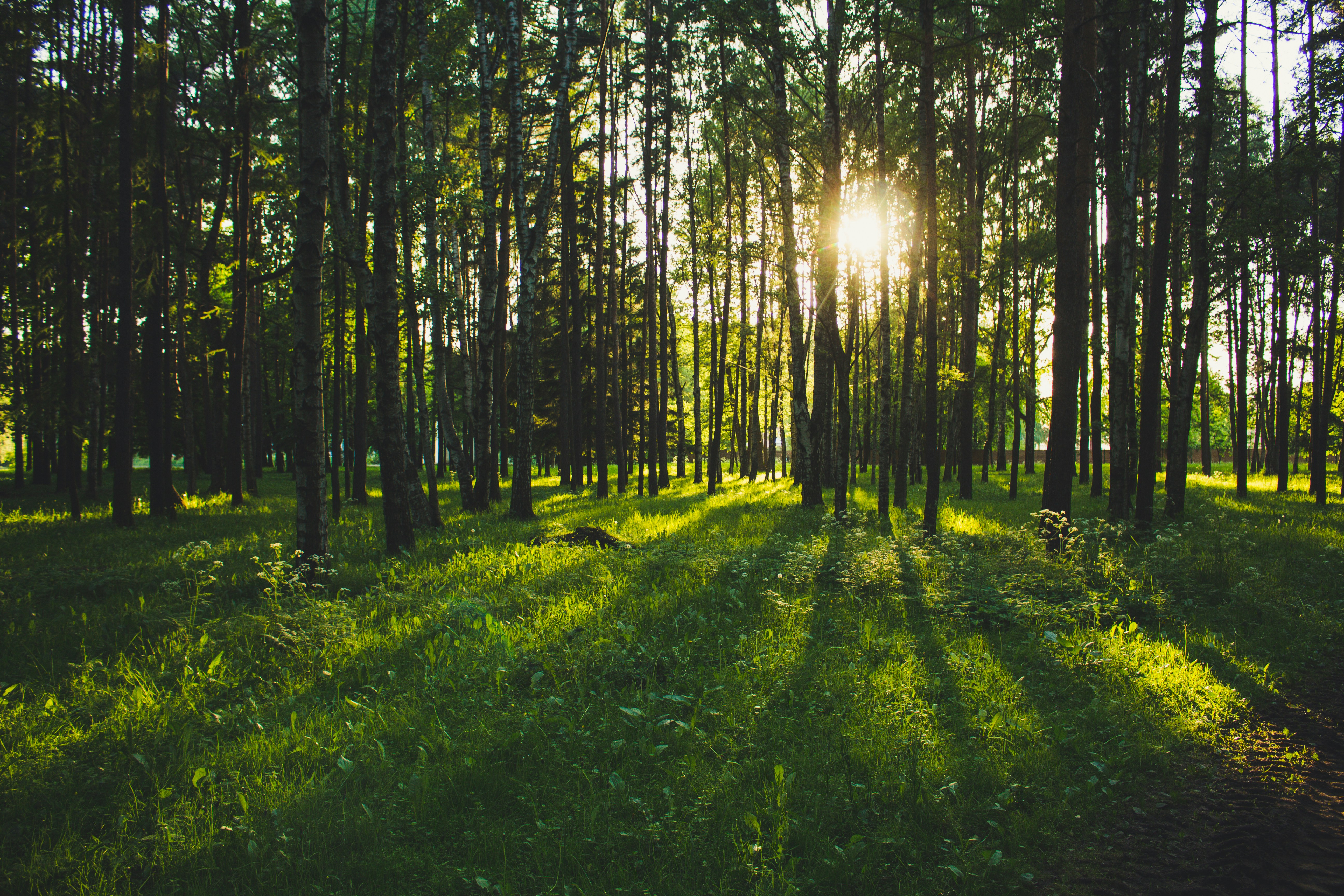 Forest, sun light, nature, green