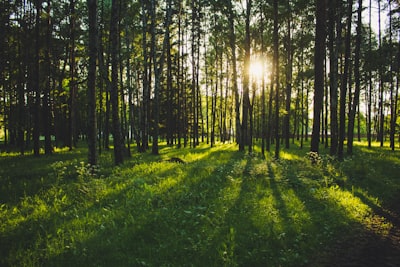 Forest, sun light, nature, green