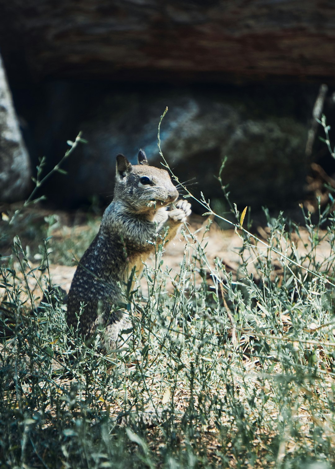 gray rodent eating grass screenshot