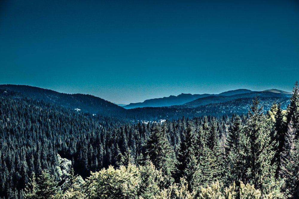 pine trees and mountain