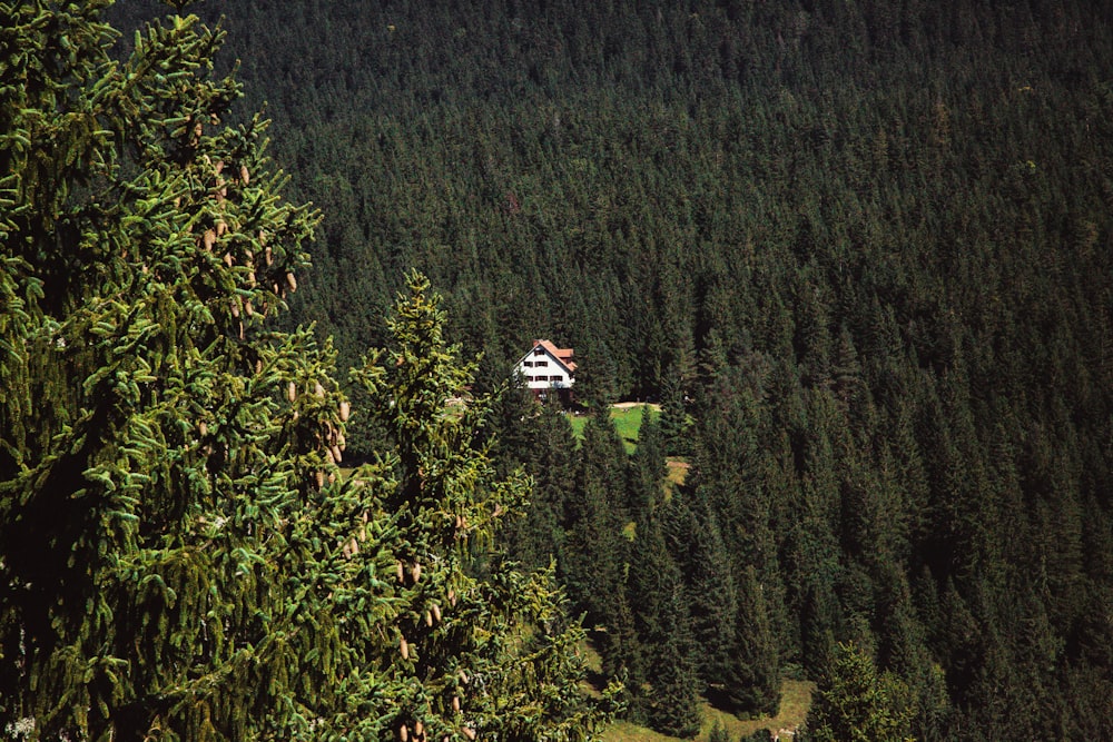 green trees at daytime