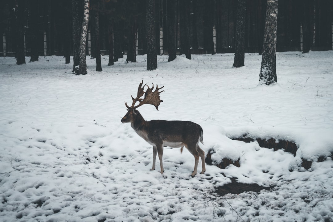 deer on snow covered ground