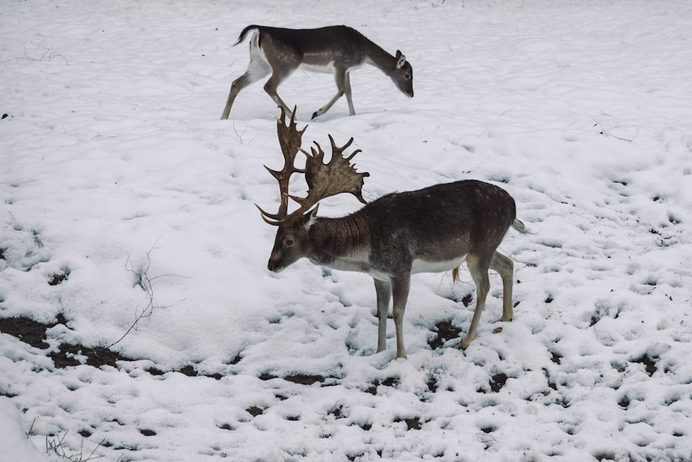 brown deer