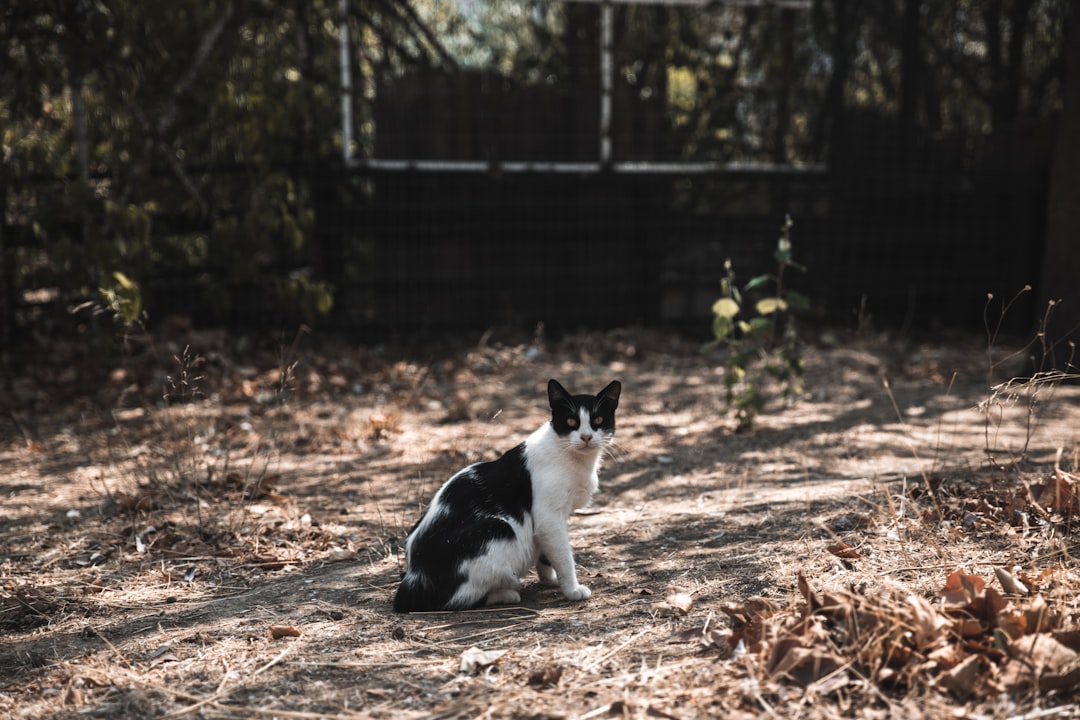 shirt-fur black and white cat on ground