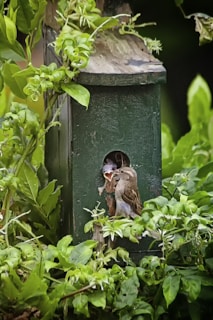 A small bird perched on a rustic wooden birdhouse surrounded by green leaves.