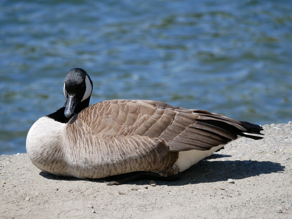 white and brown duck