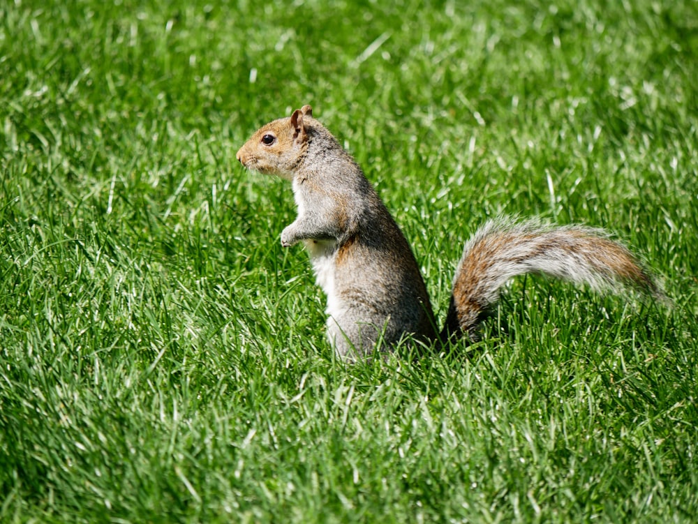 brown squirrel standing on grass