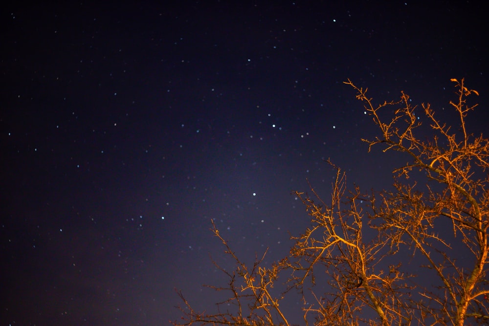 árvore através da foto do céu estrelado