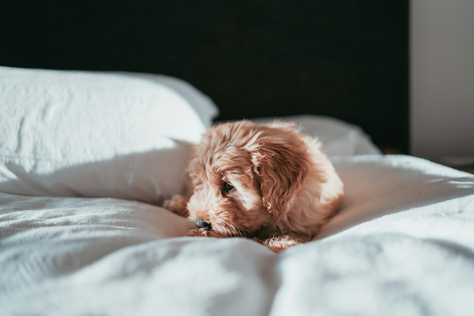 Sony a7R II sample photo. Dog lying on bed photography