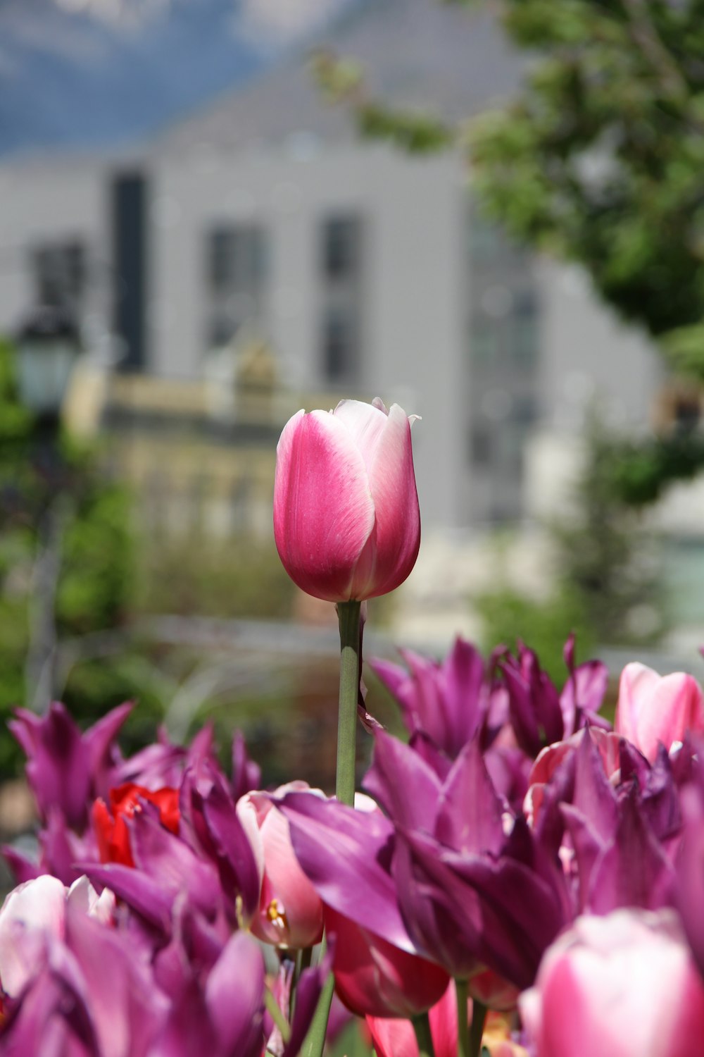 shallow focus photography of pink and white flower