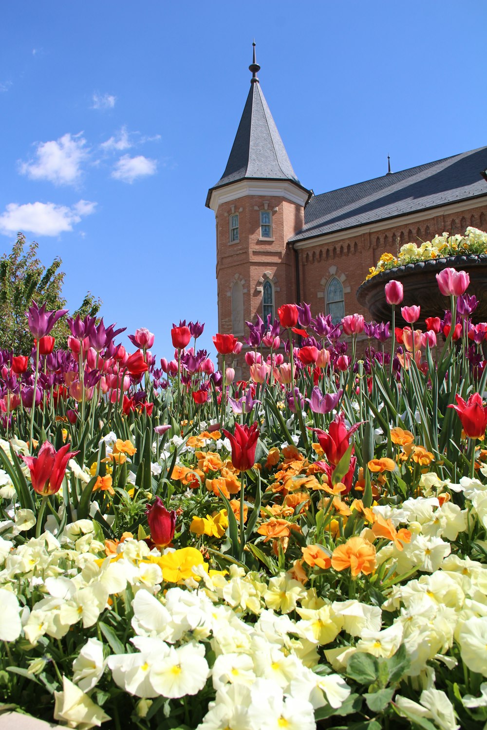 bunte Blumen Makrofotografie