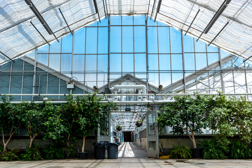 A bright, spacious greenhouse filled with rows of thriving plants under natural sunlight streaming through clear glass panels.