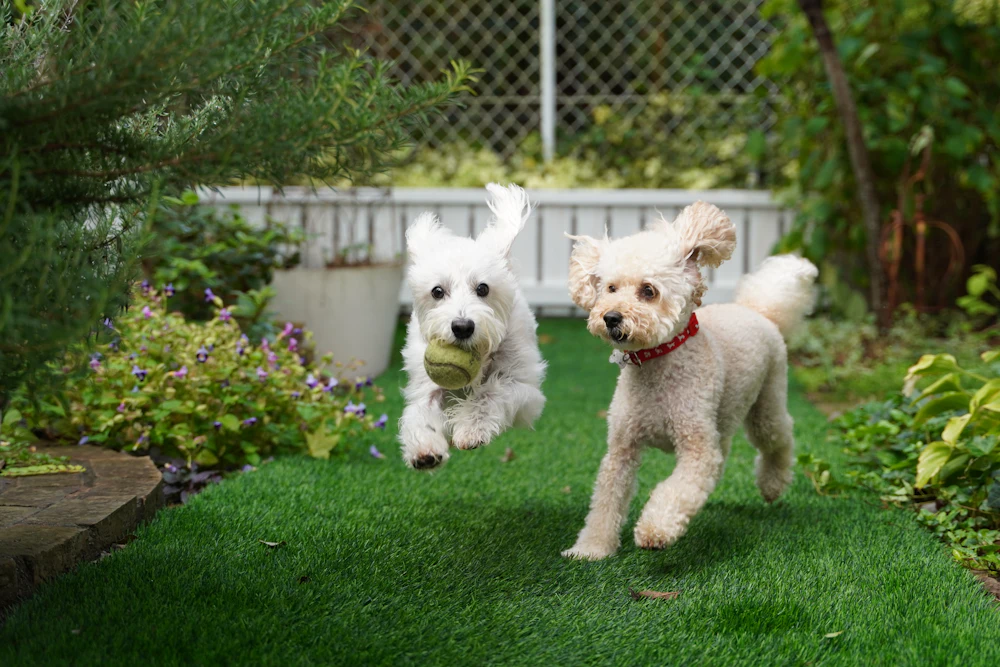 Two small white dogs running in a fenced backyard