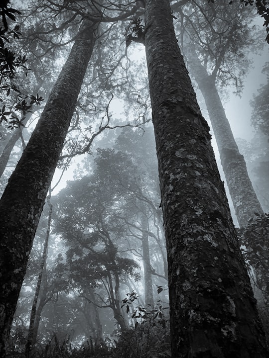 trees with fog in Mount Rinjani Indonesia