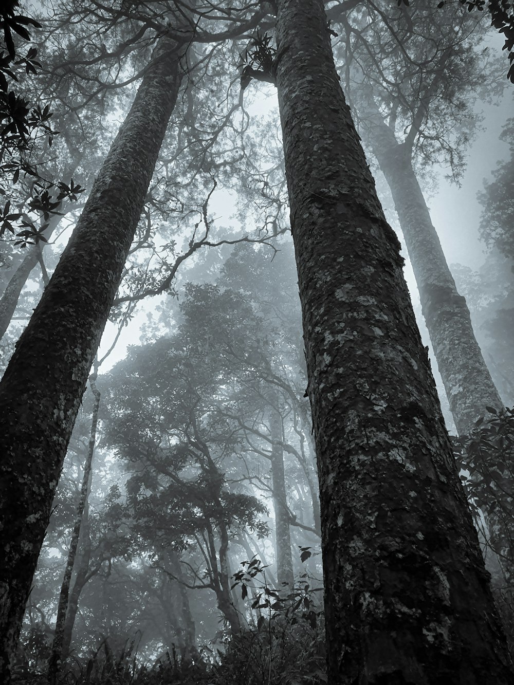 trees with fog