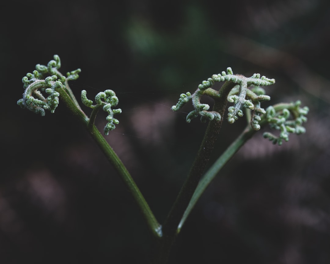 closeup photo of green plants