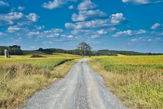 green tree beside road