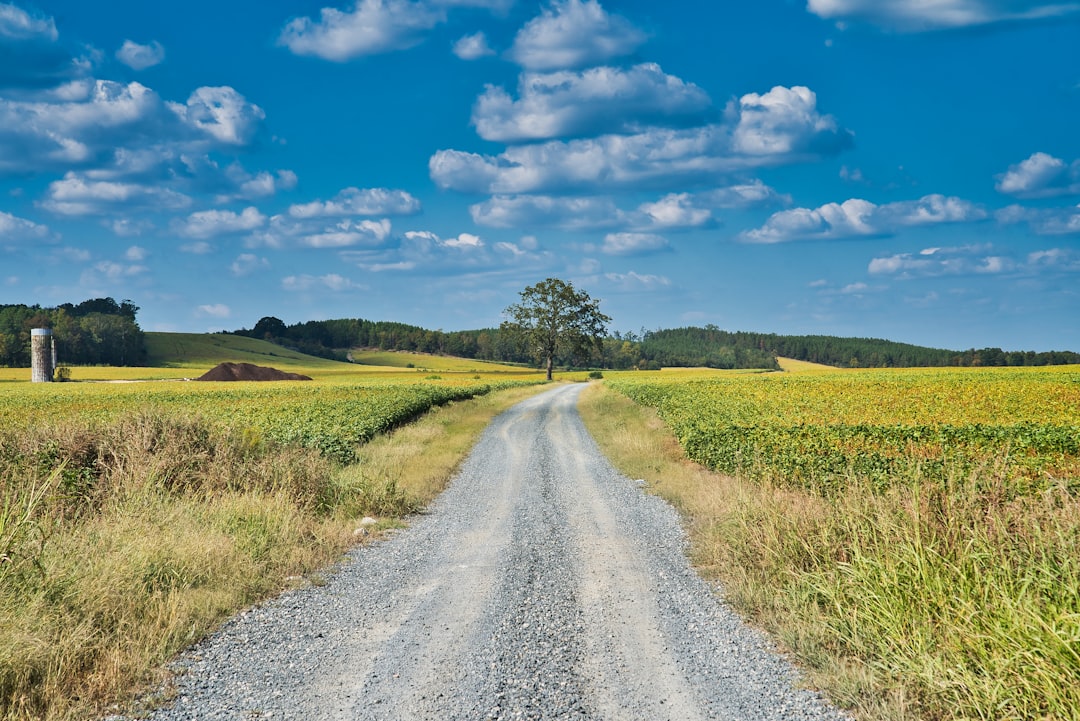 A country scene of a gravel road cutting through a soybean field with a lone oak tree just beside it on a sunny day.