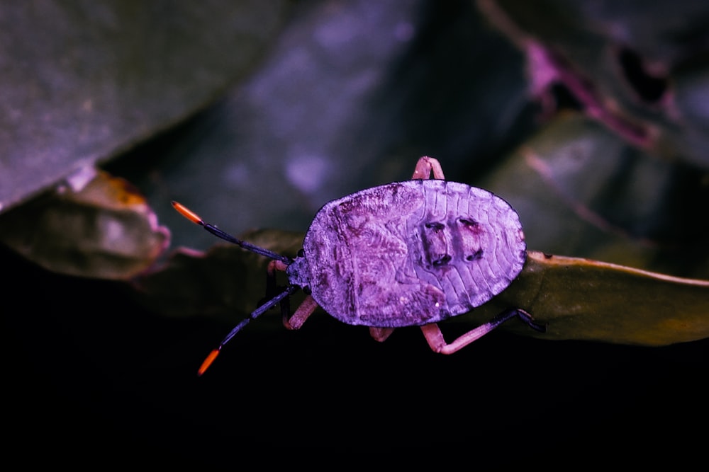 pink and orange insect