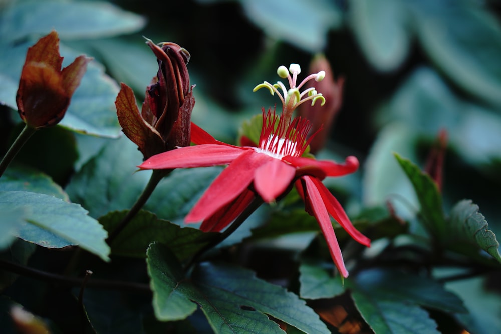 selective focus photography of red petaled flower