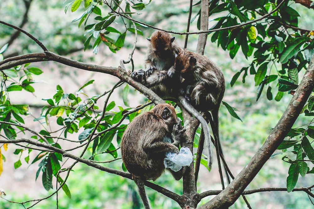 two brown primates on tree