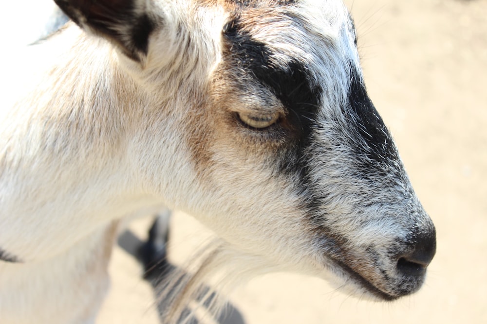 macro photography of white and brown goat