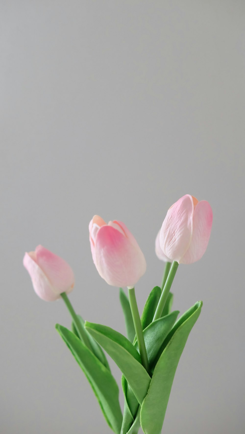three pink tulip flowers