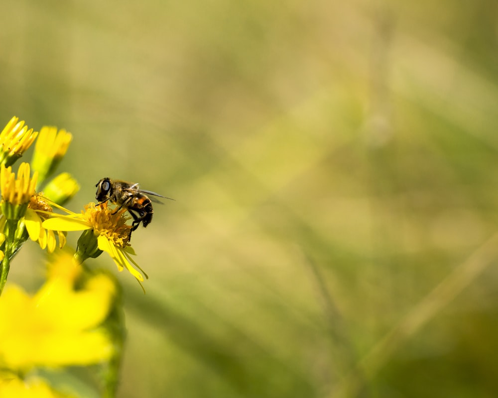 honeybee on yellow-petaled flower in bloom during daytime