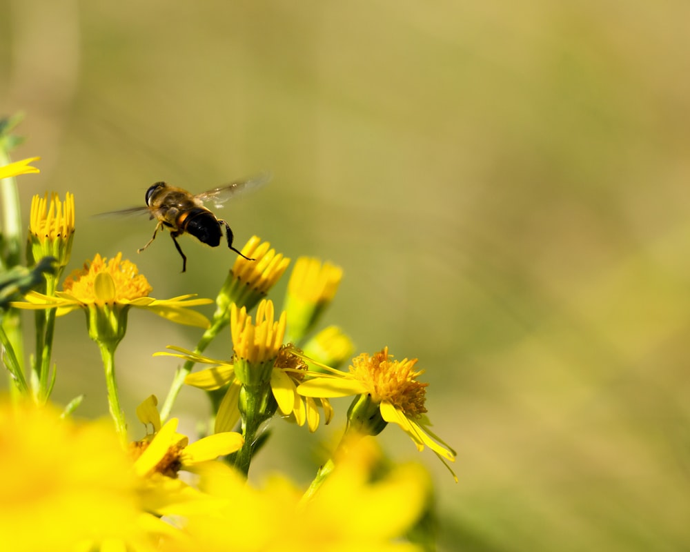 time-lapse photography of a bee flying over a yellow-petaled flowers