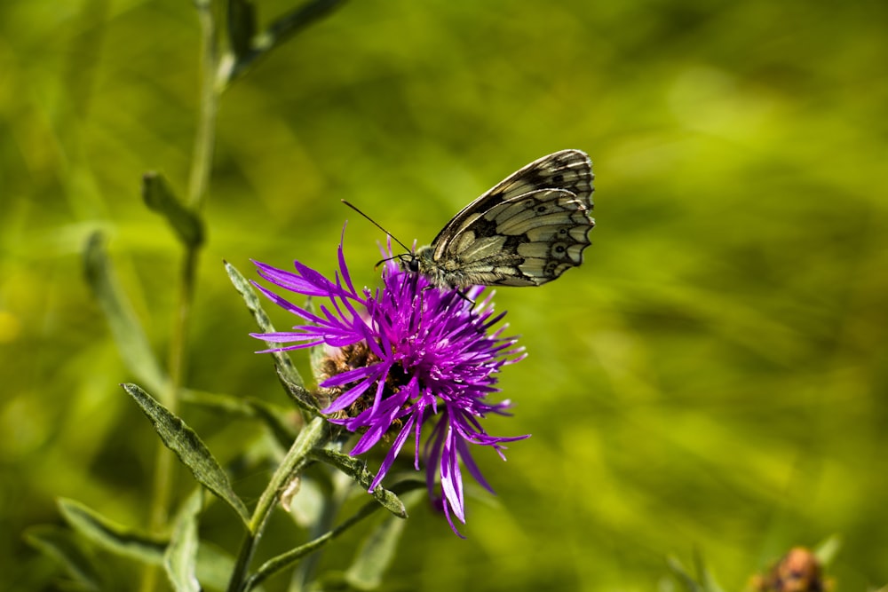 selective focus photography of purple-petaled flower and black and white butterfly during daytime