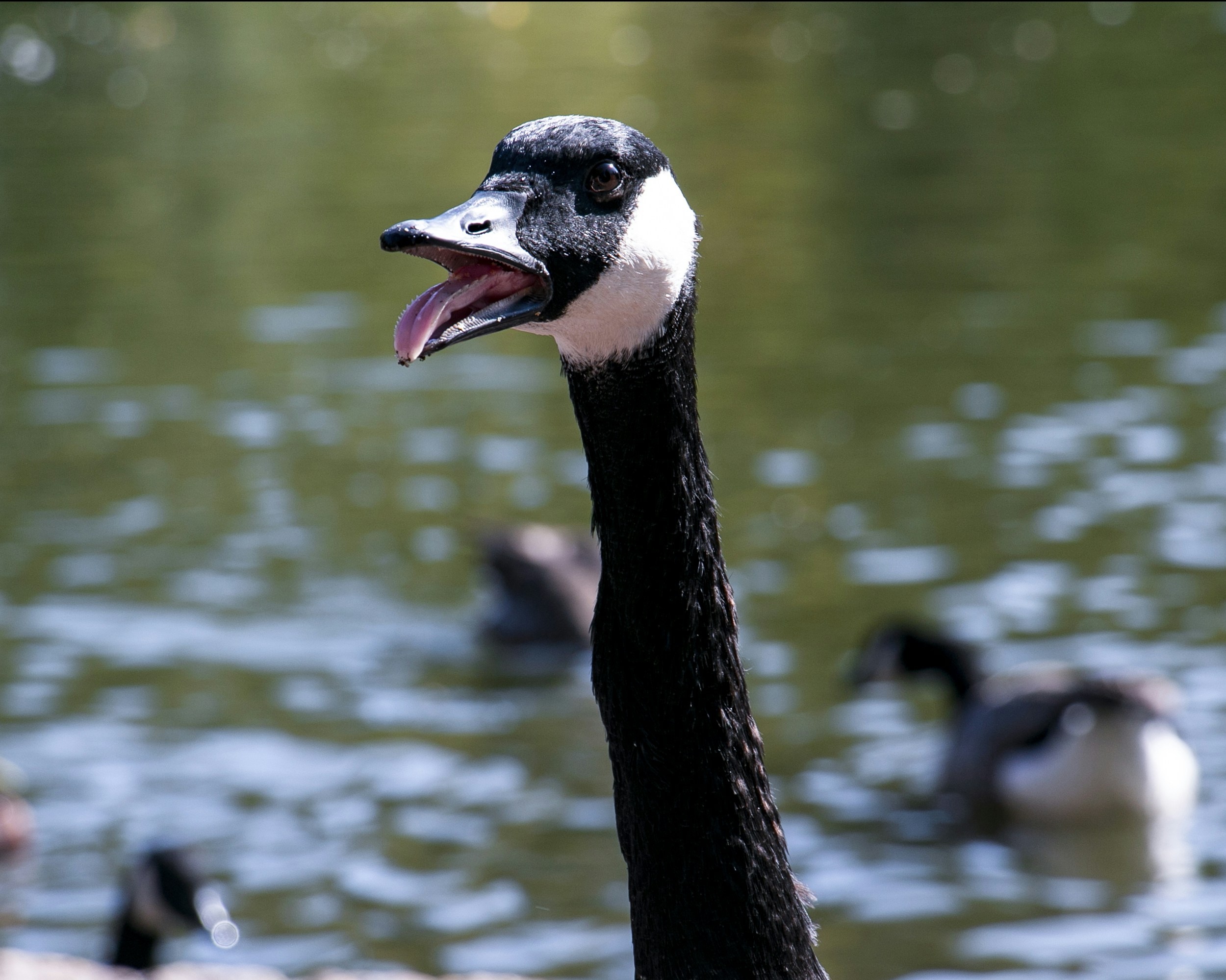 Photo by buddhapixel