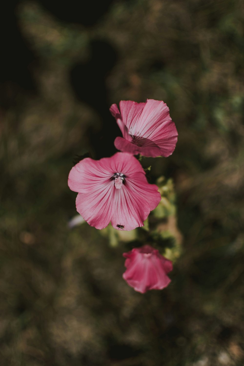 three pink-petaled flowers