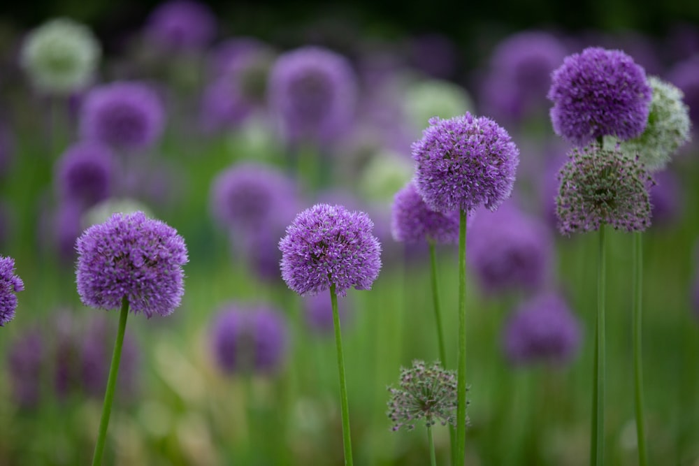 Campo de flores púrpuras