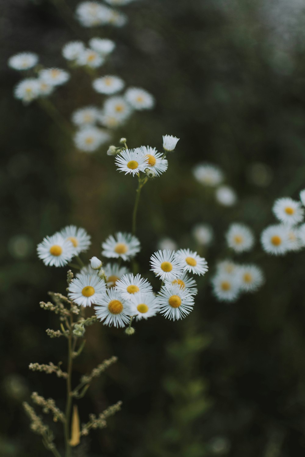 selective focus photo of white petaled flowers