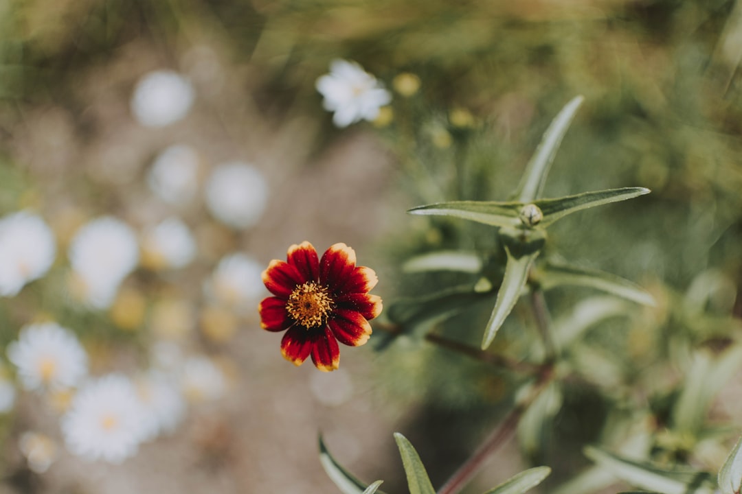 red petaled flower