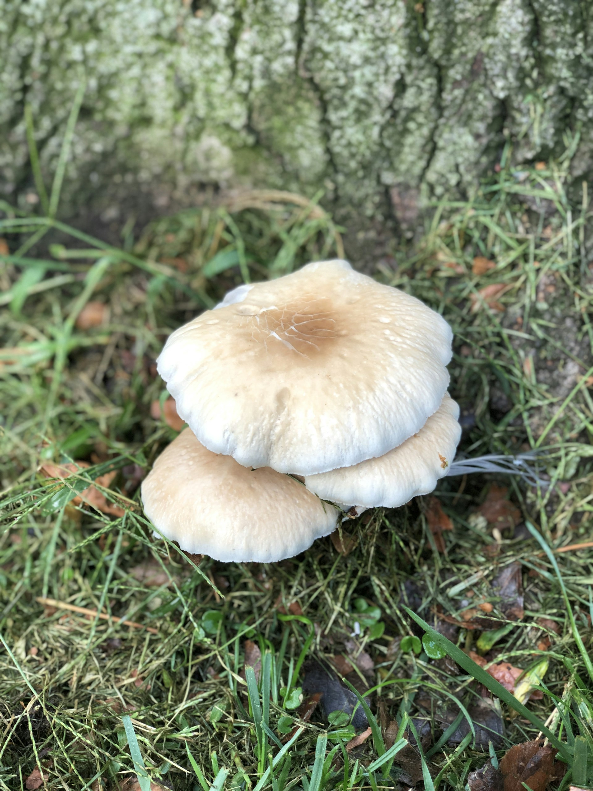 woman wearing yellow long-sleeved dress under white clouds and blue sky during daytime