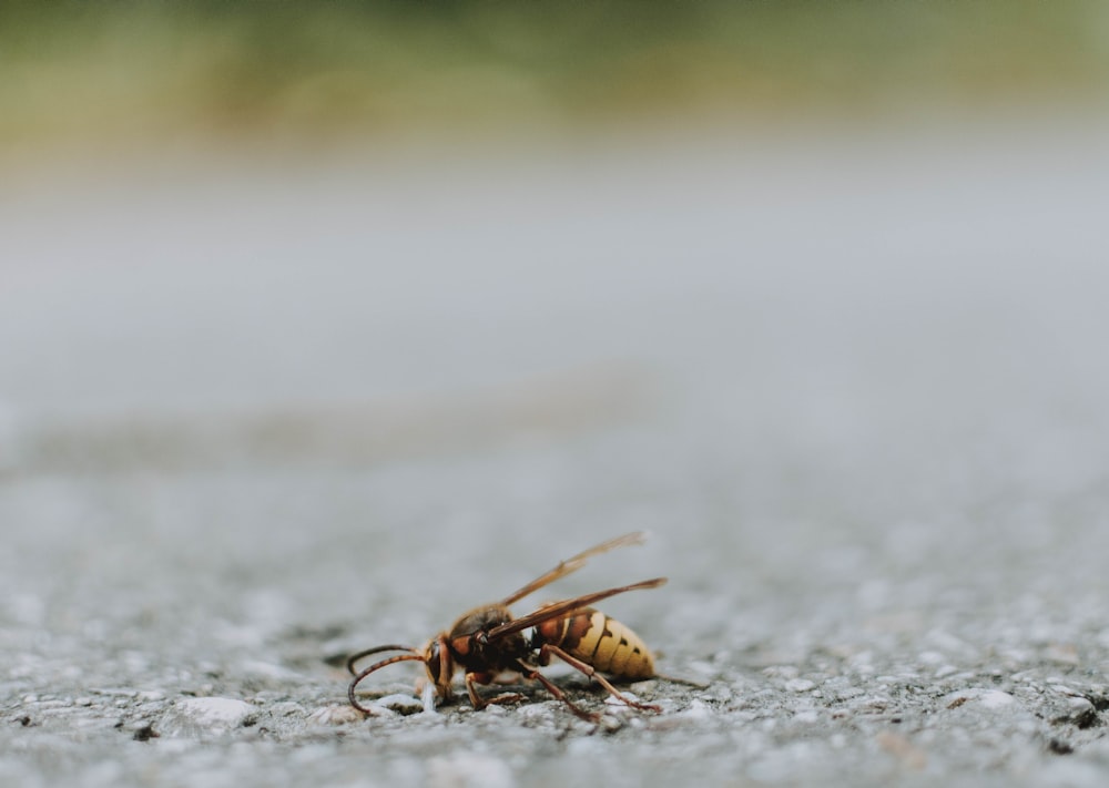 black and brown fflying insect