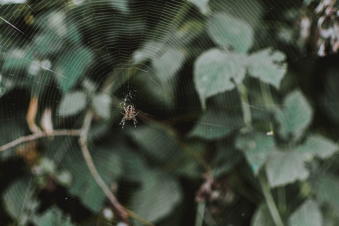 closeup photo of spider on web