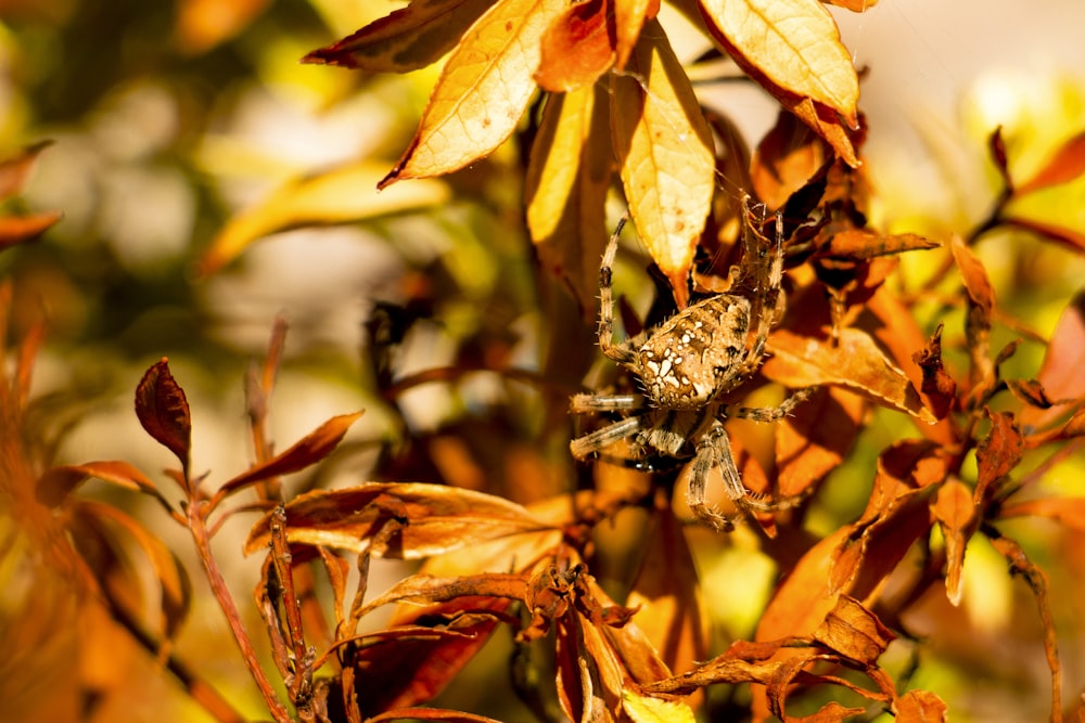 brown and beige spider