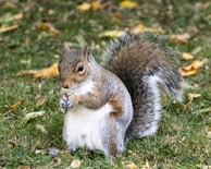 closeup photo of squirrel on grass