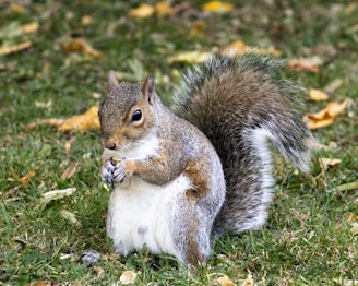 closeup photo of squirrel on grass