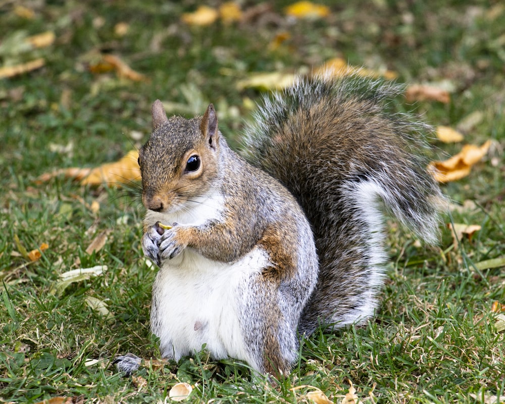 closeup photo of squirrel on grass