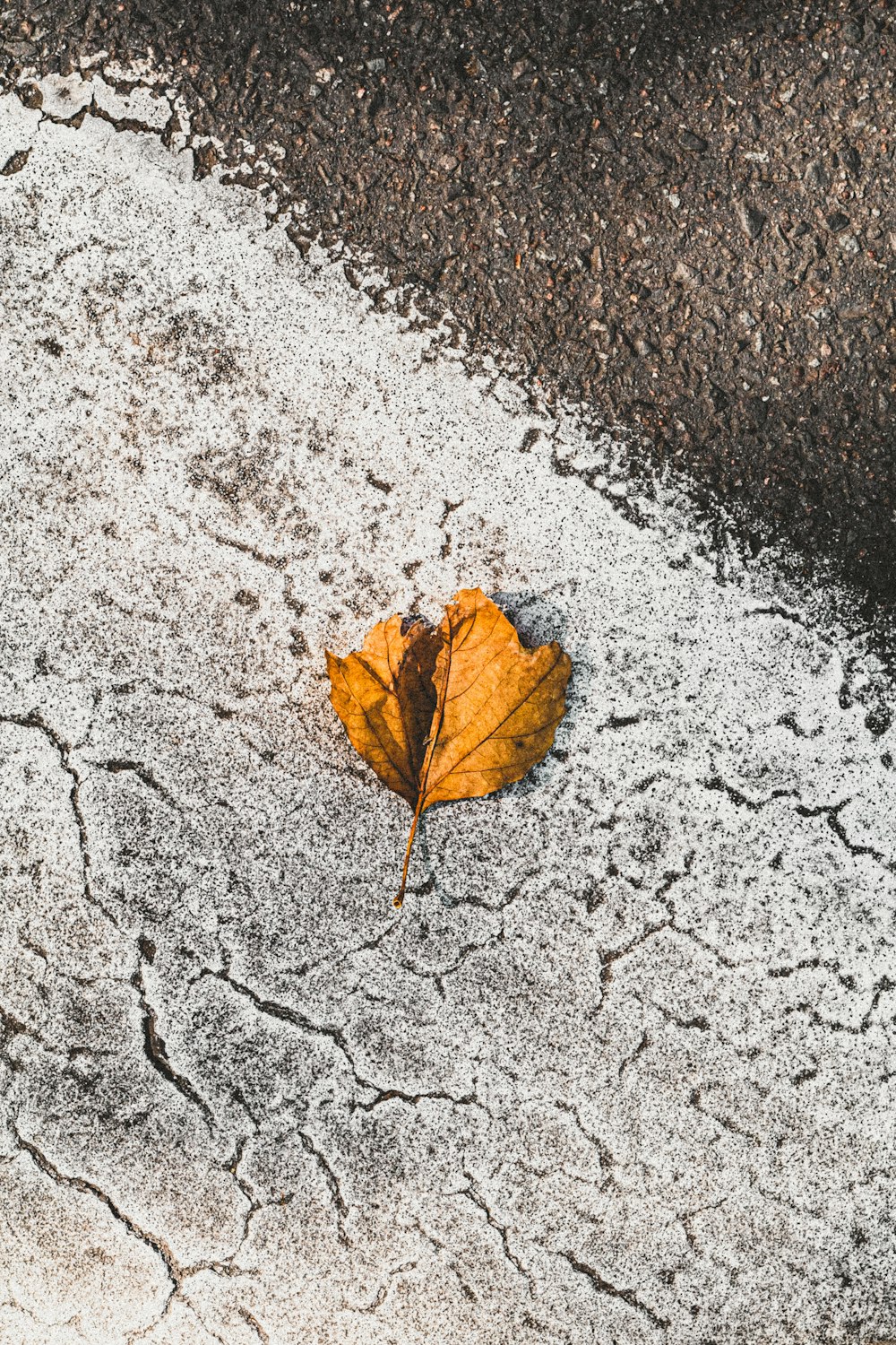 brown leaf