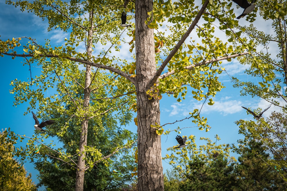 birds flying around green trees