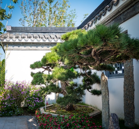 A tranquil garden scene featuring a meticulously pruned pine tree with lush, green foliage. The background includes a traditional-style building wall with ornate roof tiles. Surrounding the tree are flowering plants with vibrant purple and red blossoms. The sky is clear and blue, adding to the serene atmosphere.