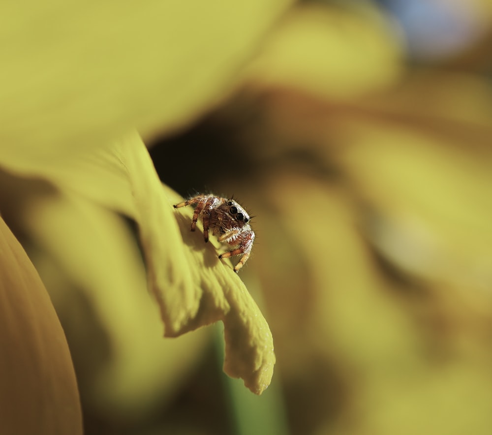 pink spider on flower petal