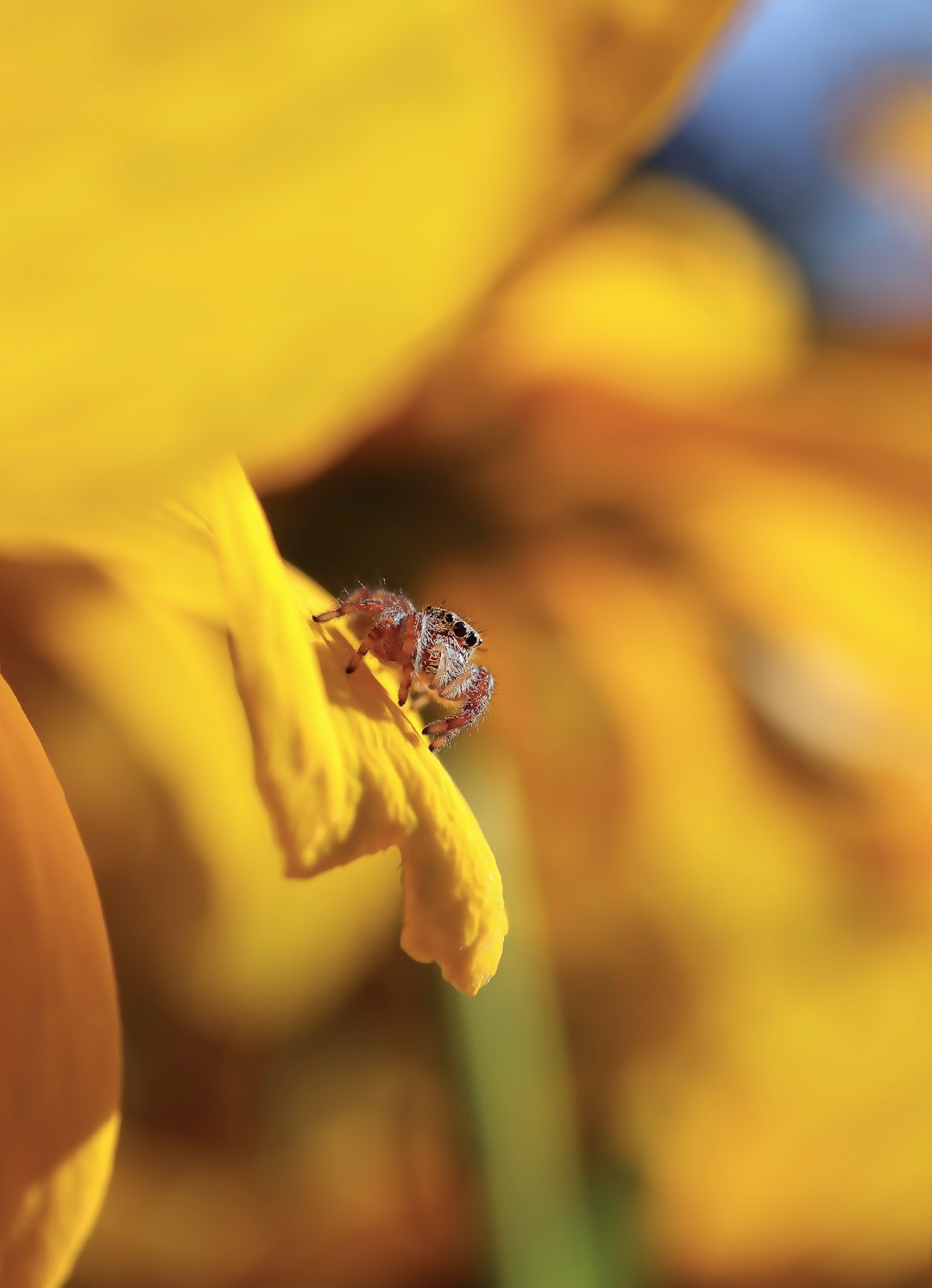 brown spider on yellow petal