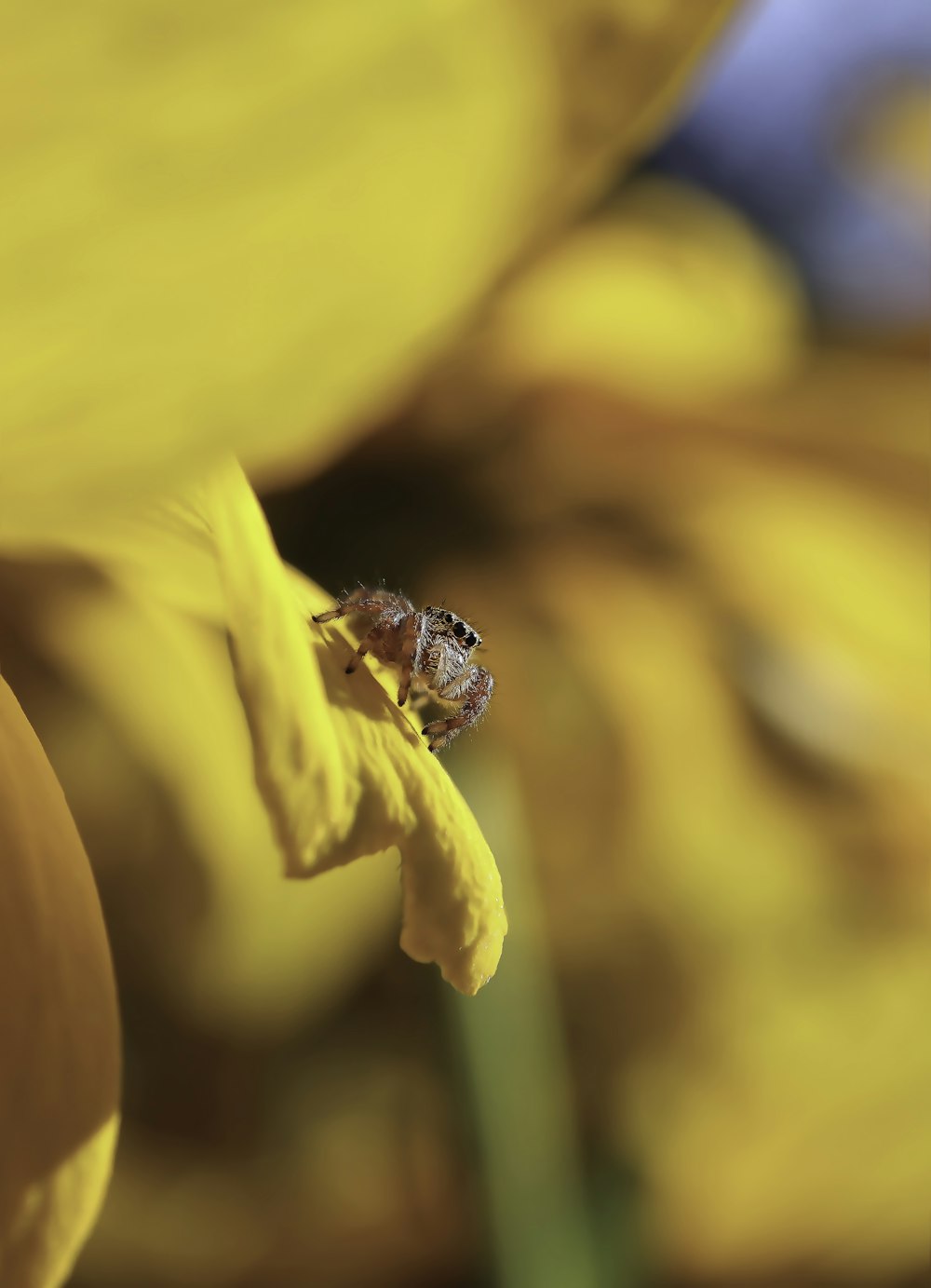 brown spider on yellow petal