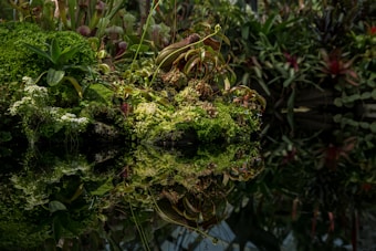 A lush, green patch of exotic plants is reflected perfectly on the surface of still water. Various species, including ferns and carnivorous plants, thrive in this vibrant scene. The rich greenery contrasts with subtle hints of earthy browns and deep reds.